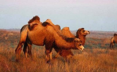 关于骆驼的资料20字(骆驼的资料300个字)